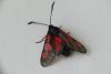 Zygaena trifolii